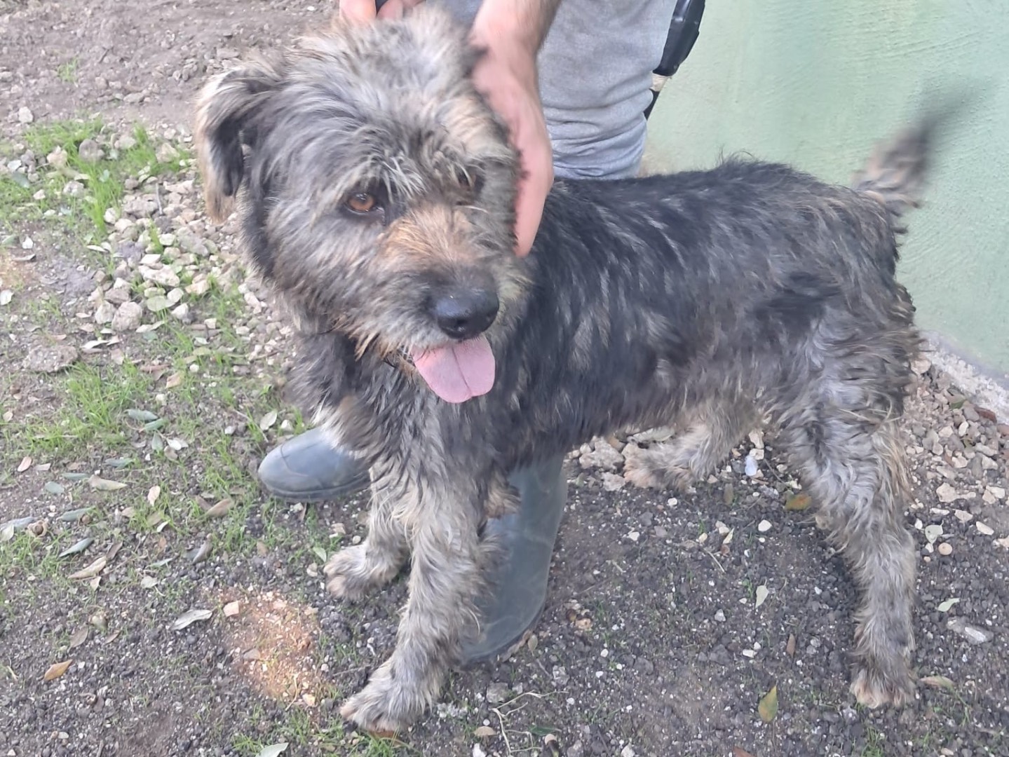 Adotta il cane Kros a Caserta