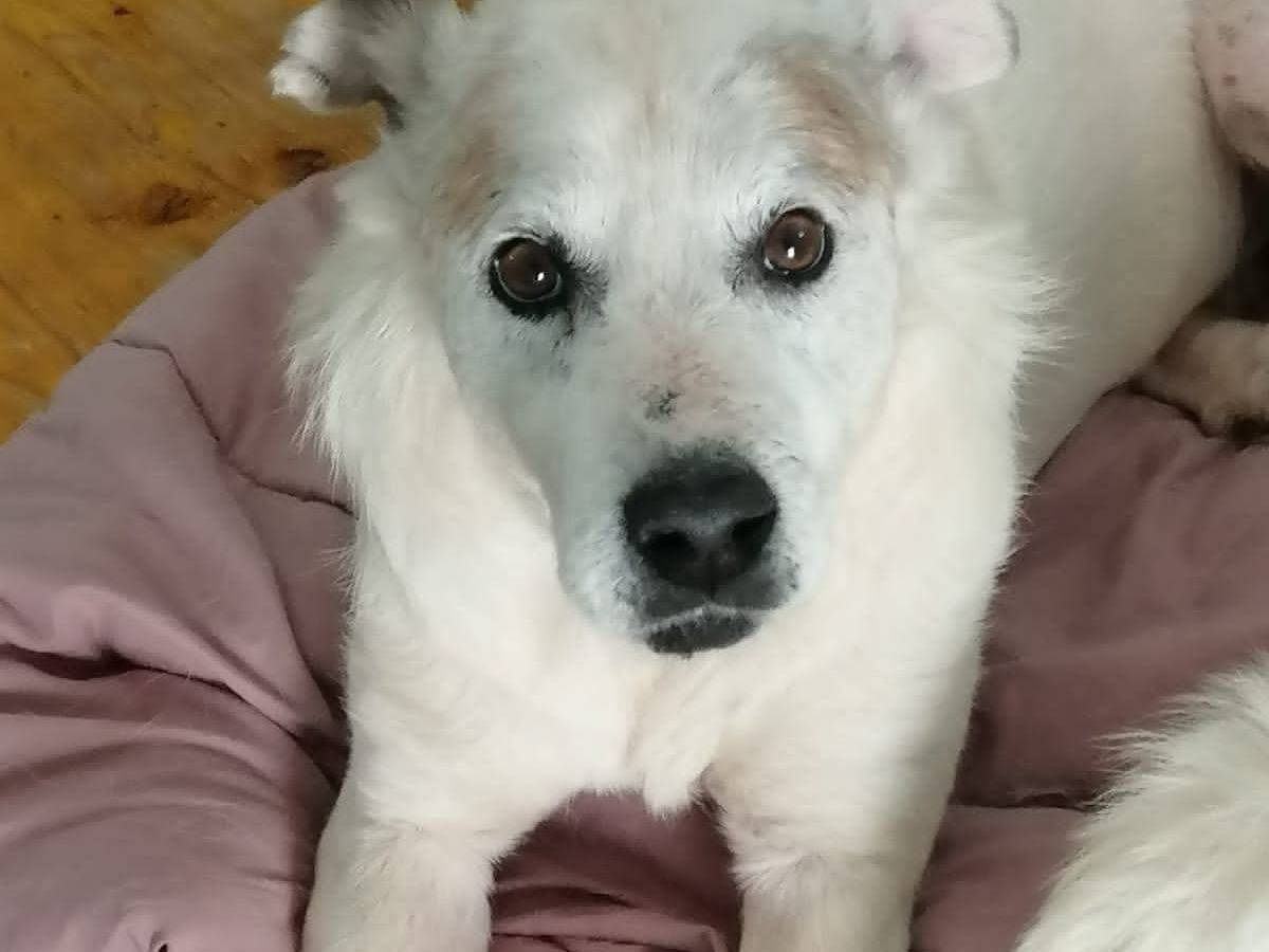 Adozione cane, maschio, Razza sconosciuta Razza sconosciuta, 8 anni, taglia media, Avellino