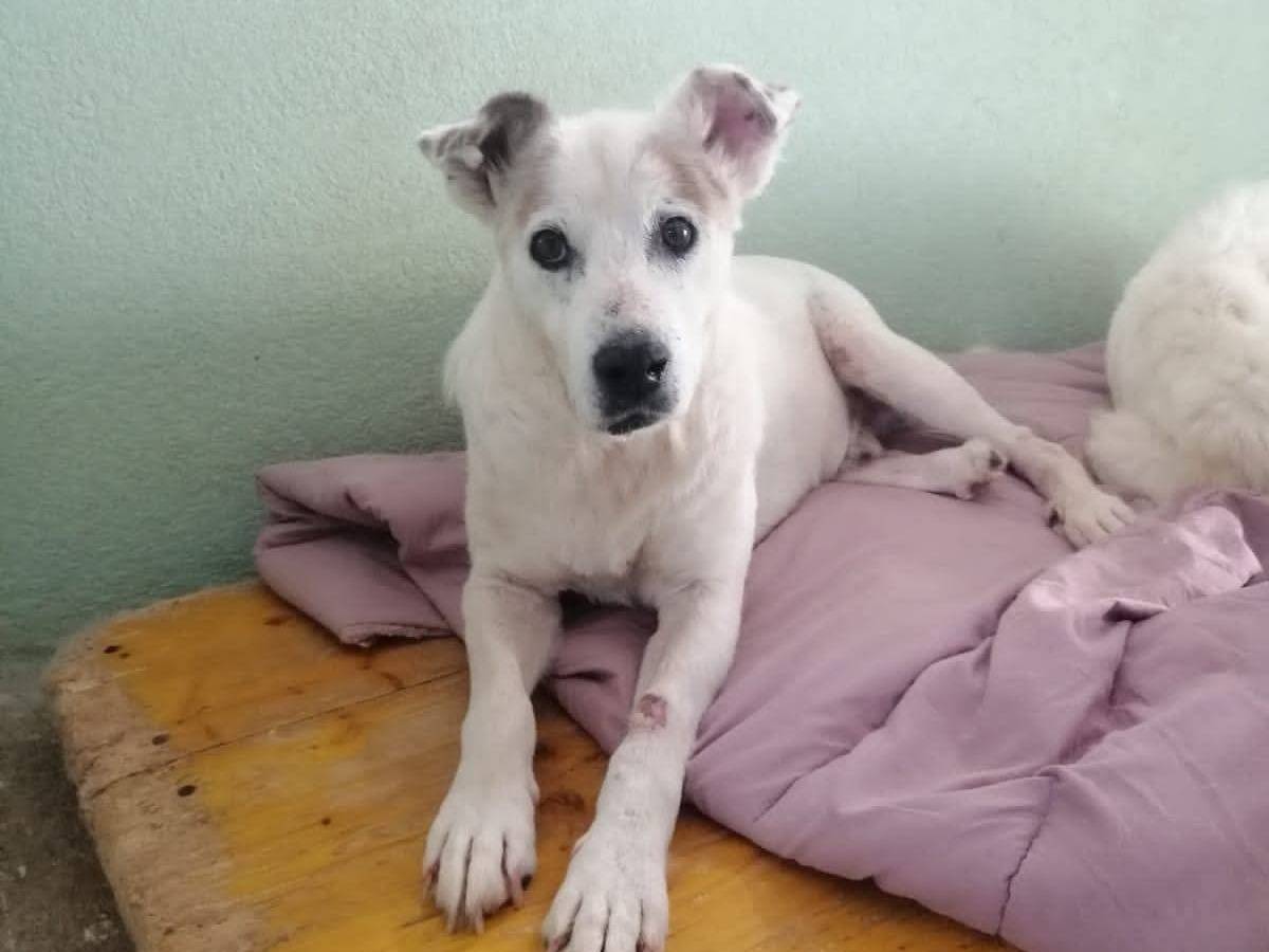 Adotta un cane, maschio, 8 anni, Avellino