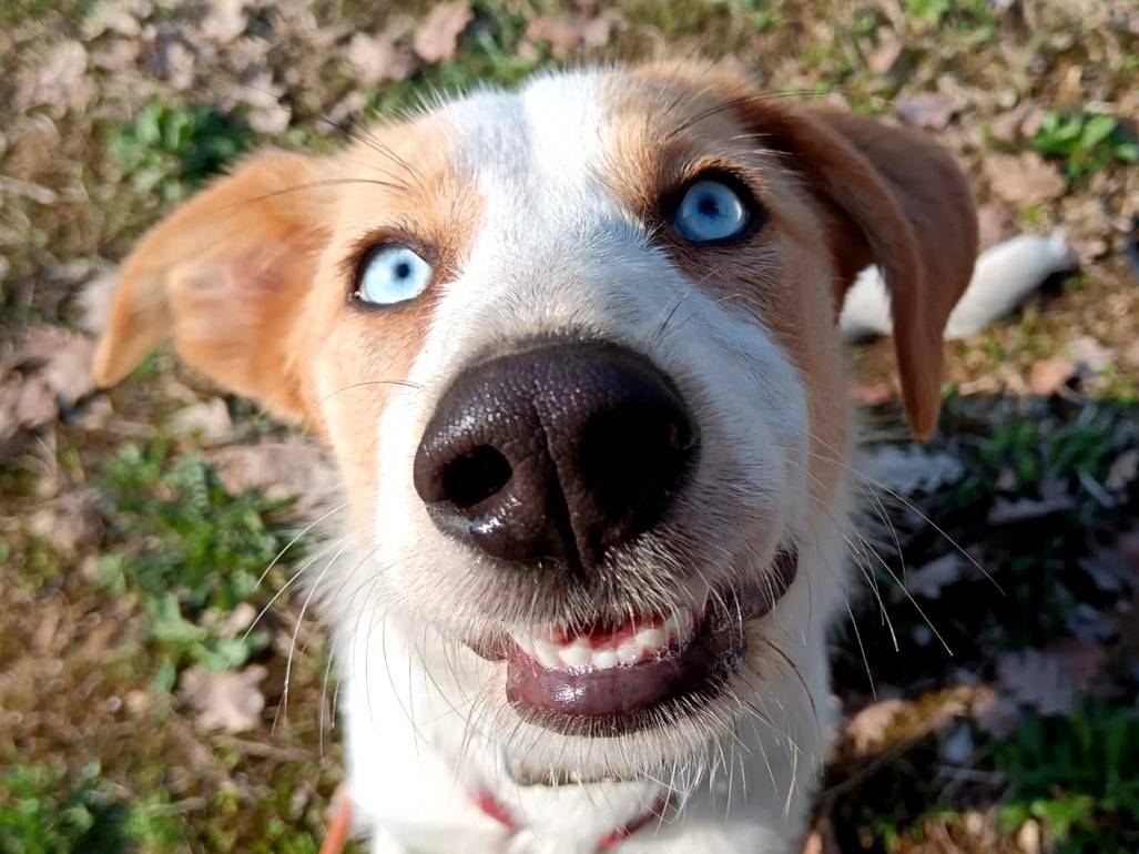 Adozione cane, femmina, Razza sconosciuta Razza sconosciuta, 9 mesi, taglia media contenuta, Roma