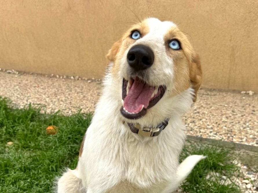 Adotta un cane, femmina, 9 mesi, Roma