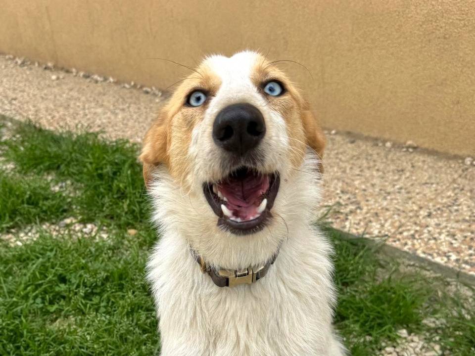 Adotta un cane, taglia media contenuta, femmina, Roma