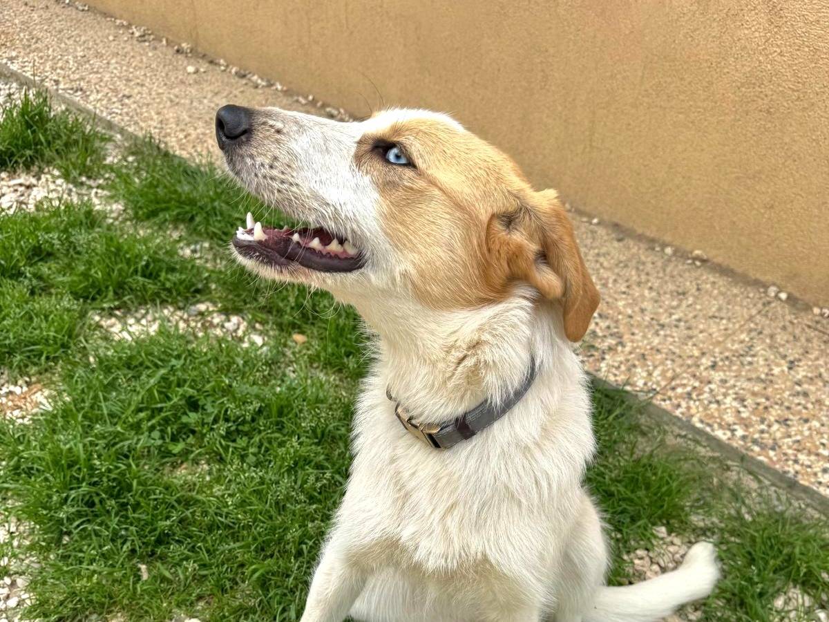 Vuoi adottare un cane a Roma?