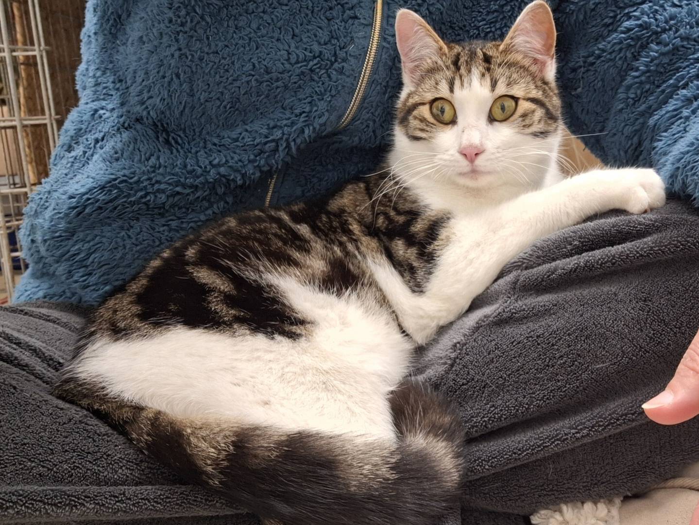 Vuoi adottare un gatto a Bologna?