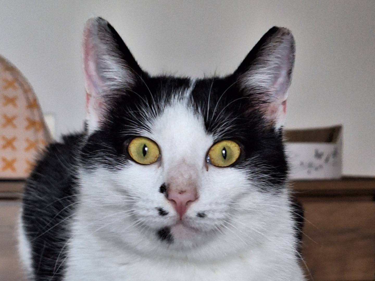 Adozione gatto, femmina, Razza sconosciuta Razza sconosciuta, 1 anno e 1 mese, taglia non valida, Bologna