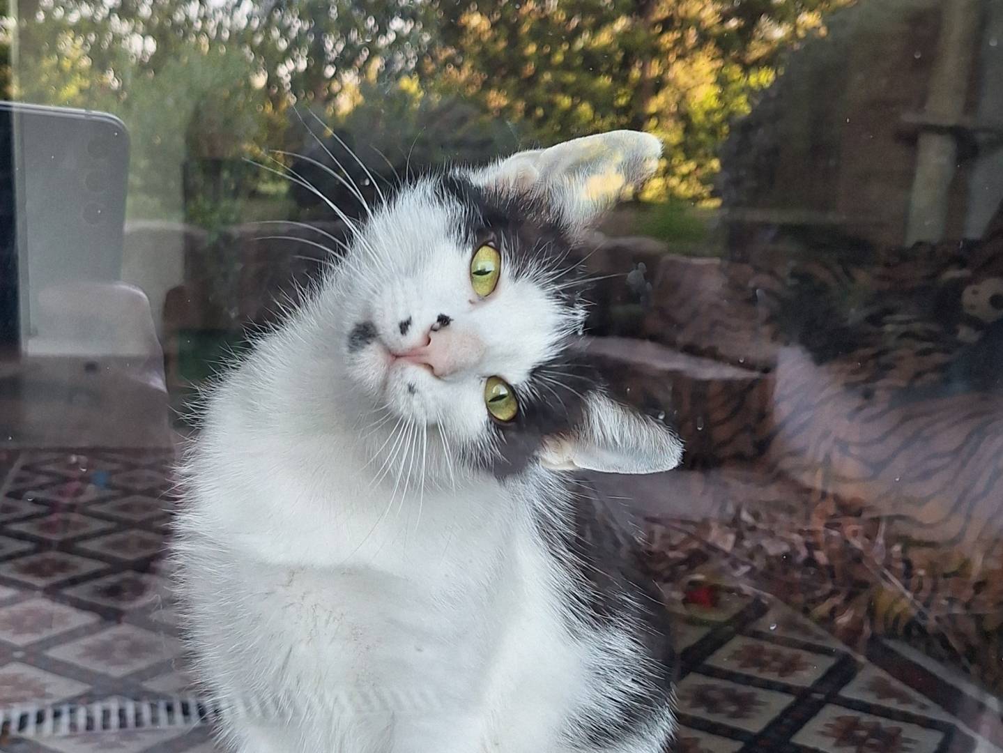 Adotta un gatto, femmina, 1 anno e 1 mese, Bologna