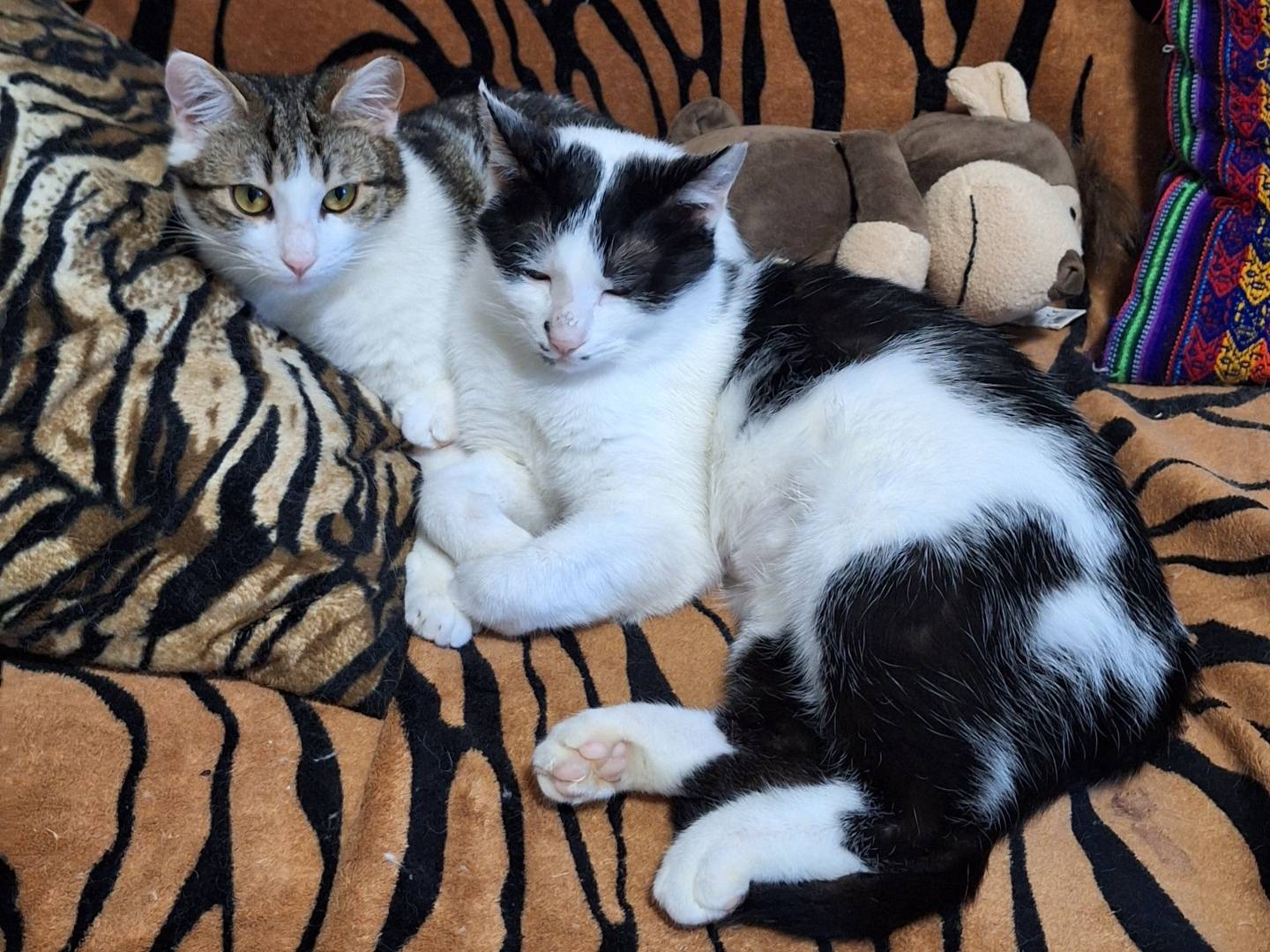 Adotta un gatto, taglia non valida, femmina, Bologna