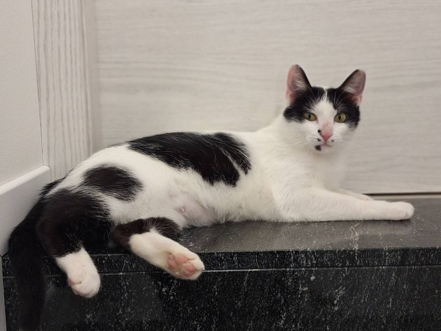 Vuoi adottare un gatto a Bologna?