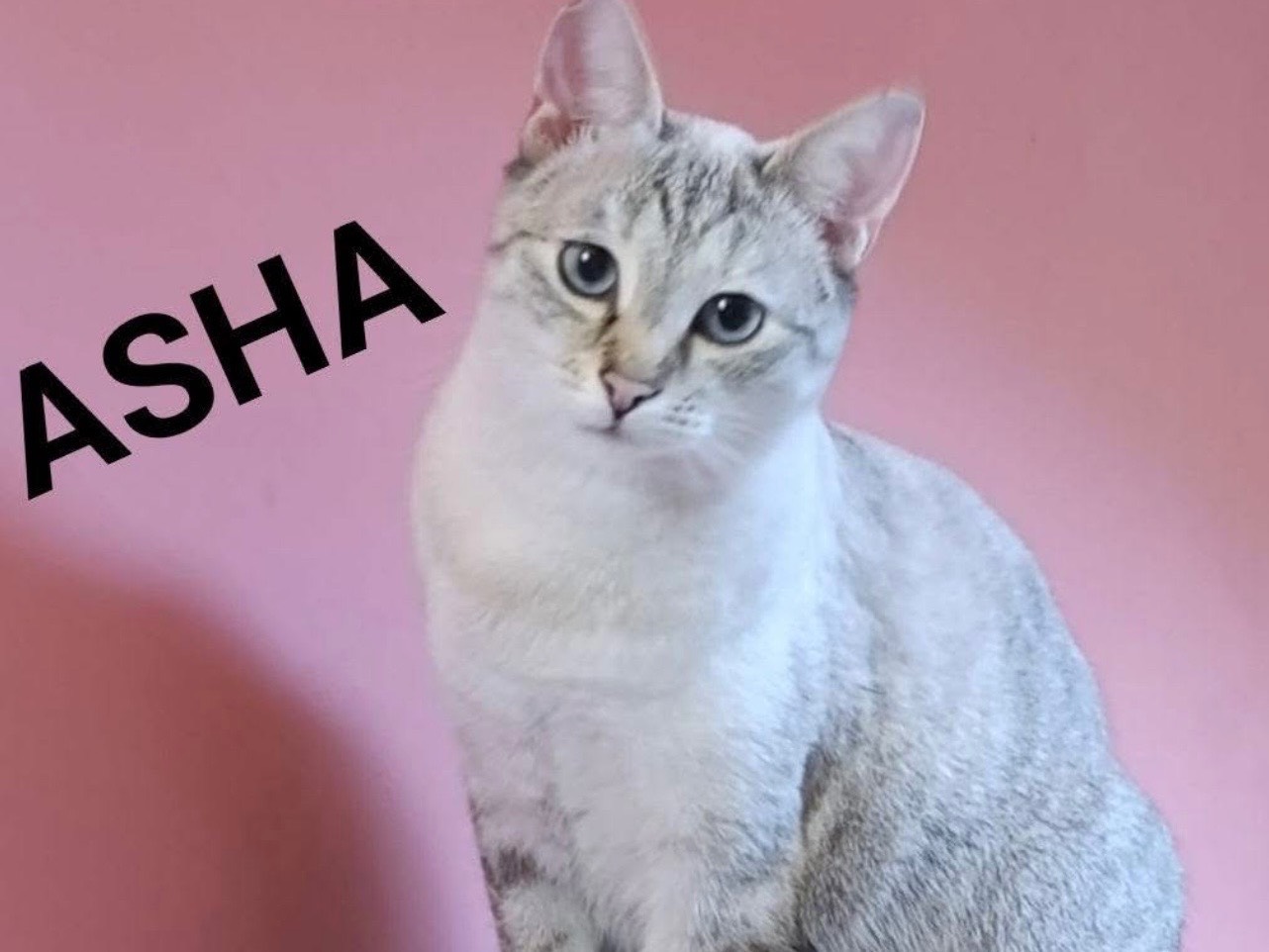 Adozione cane, femmina, Razza sconosciuta Razza sconosciuta, 1 anno e 7 mesi, taglia piccola, Milano