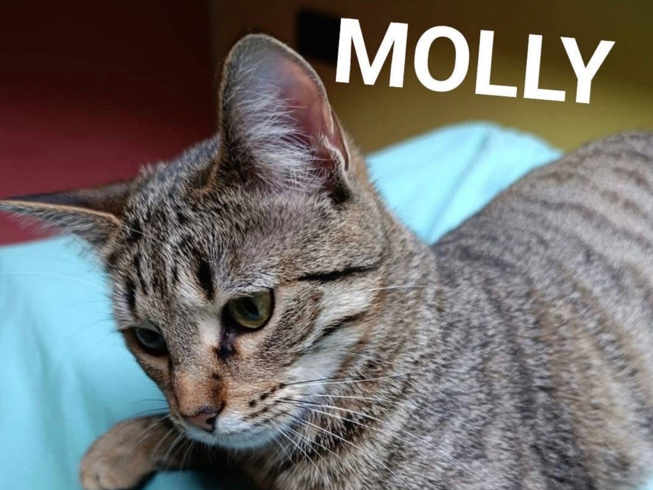 Adotta un cane, femmina, 1 anno e 7 mesi, Milano