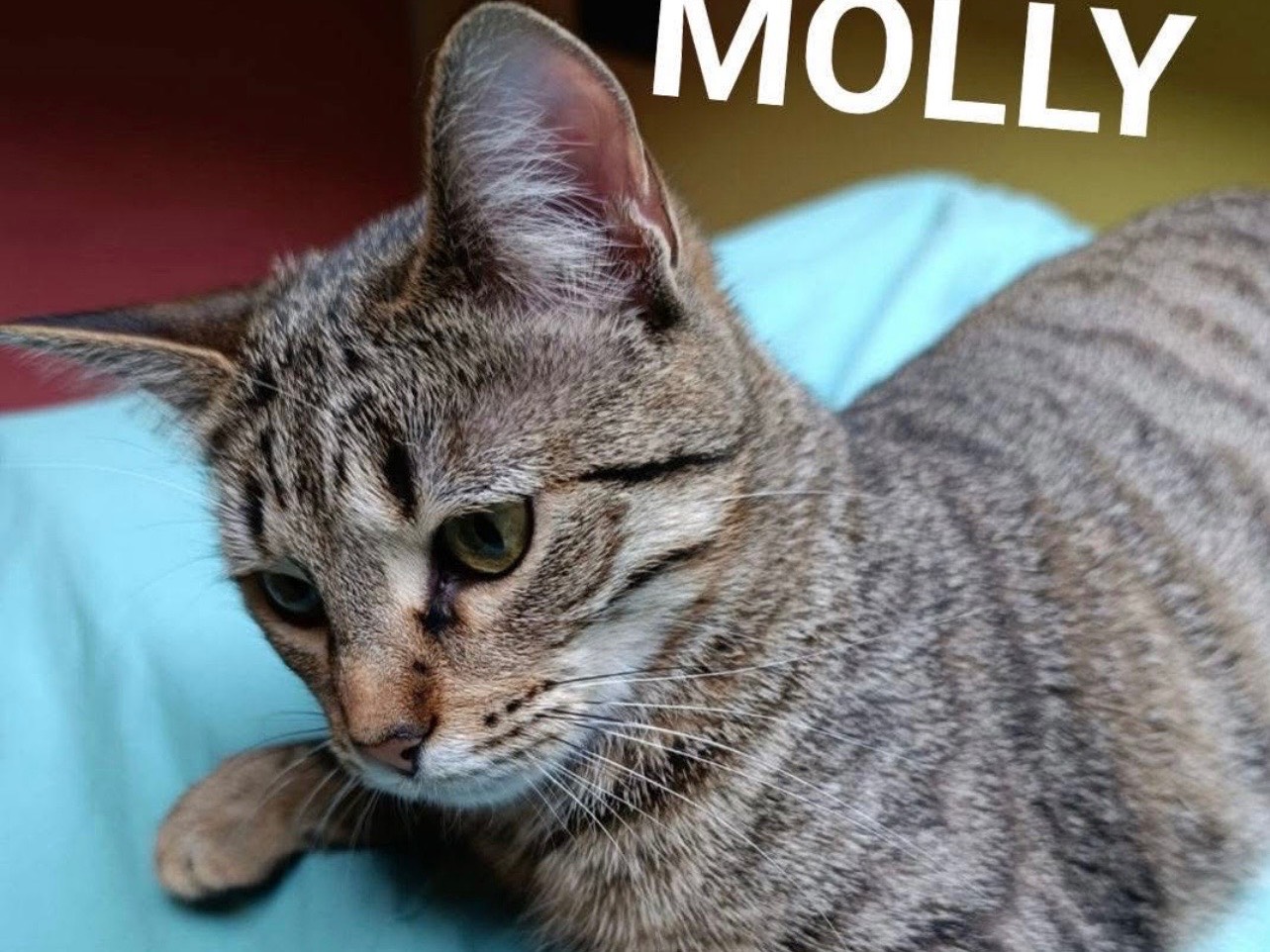 Adozione cane, femmina, Razza sconosciuta Razza sconosciuta, 11 mesi, taglia piccola, Milano