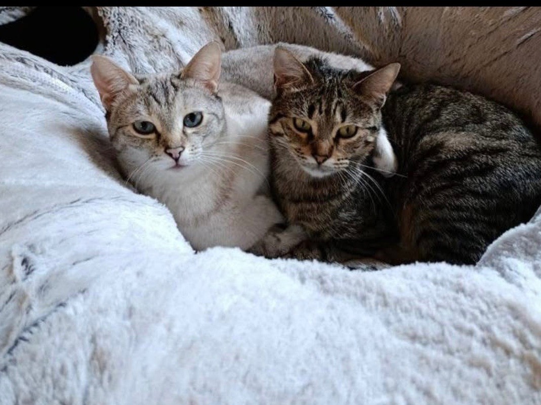 Adotta un cane, taglia piccola, femmina, Milano