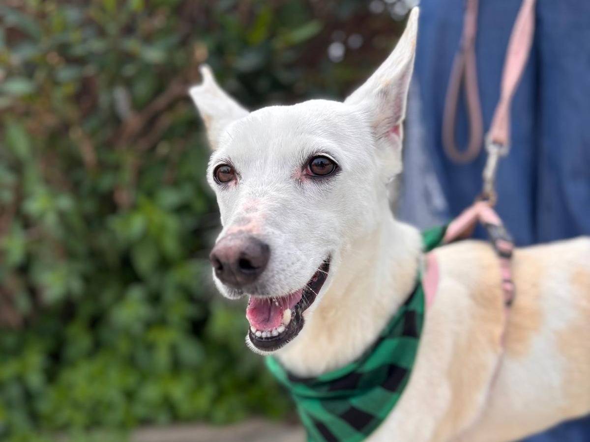 Adozione cane, femmina, Razza sconosciuta Razza sconosciuta, 4 anni e 11 mesi, taglia media contenuta, Siracusa