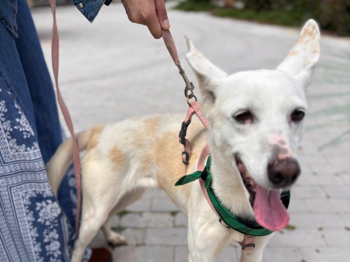 Adotta un cane, femmina, 4 anni e 11 mesi, Siracusa