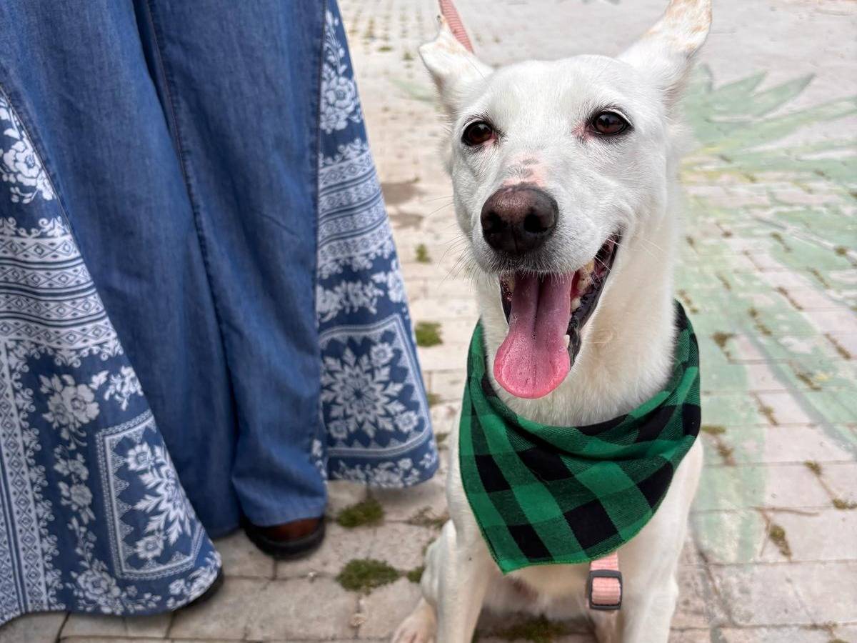 Adotta un cane, taglia media contenuta, femmina, Siracusa