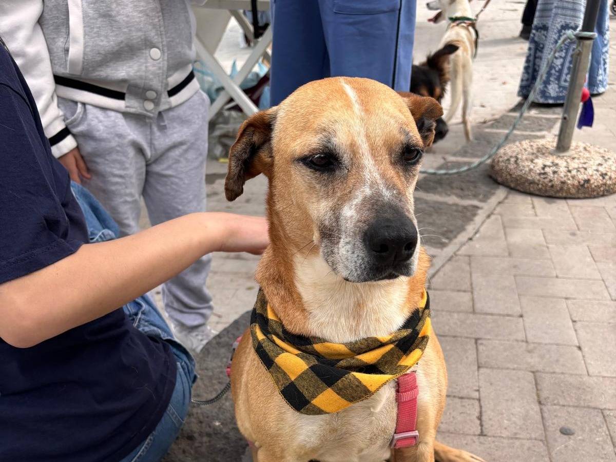 Adozione cane, femmina, Razza sconosciuta Razza sconosciuta, 5 anni e 7 mesi, taglia media, Siracusa