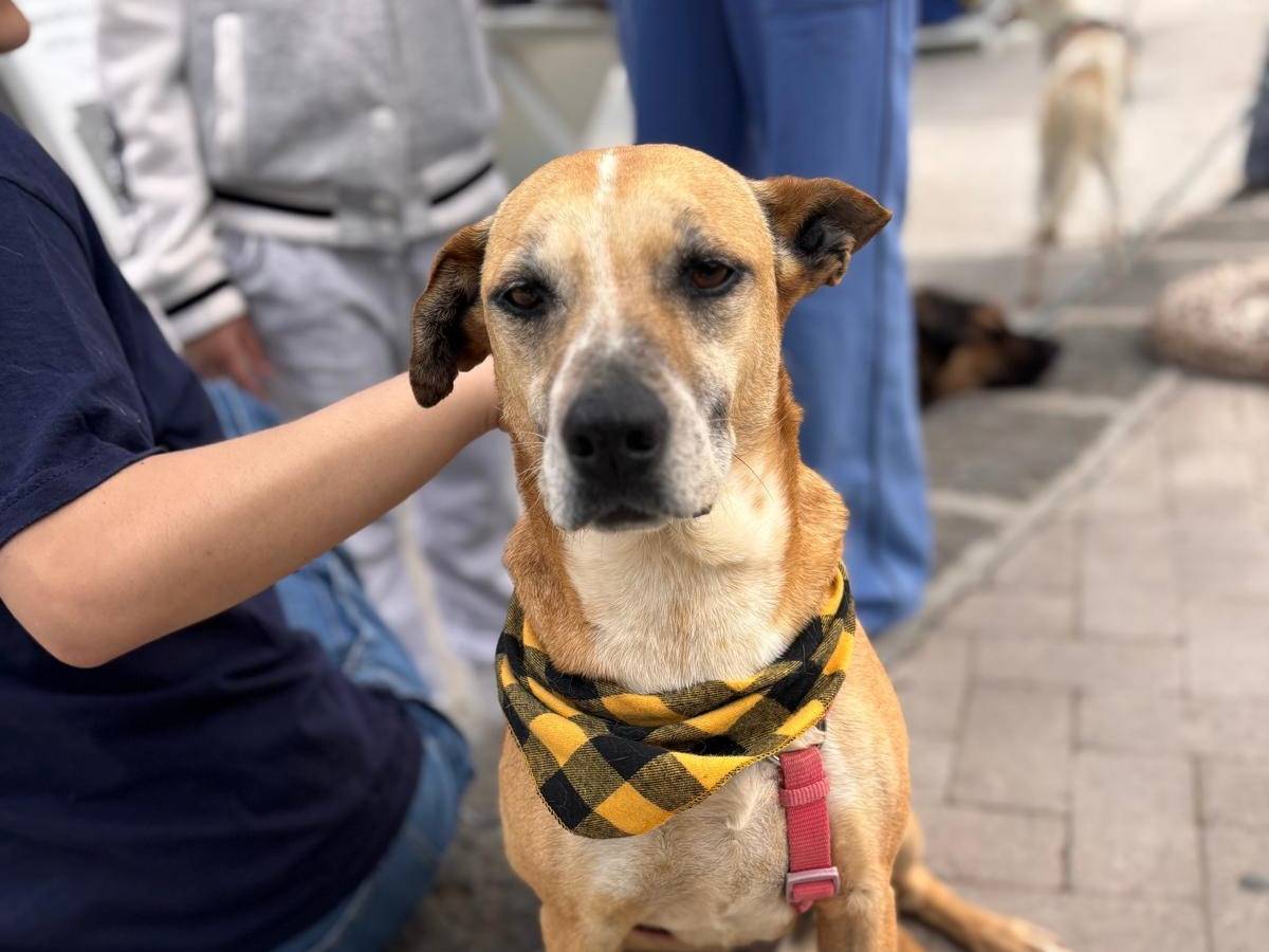 Adotta un cane, femmina, 5 anni e 7 mesi, Siracusa