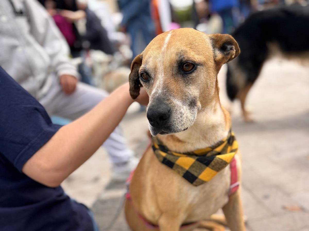 Adotta un cane, taglia media, femmina, Siracusa