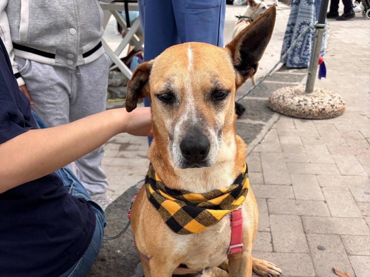 Vuoi adottare un cane a Siracusa?