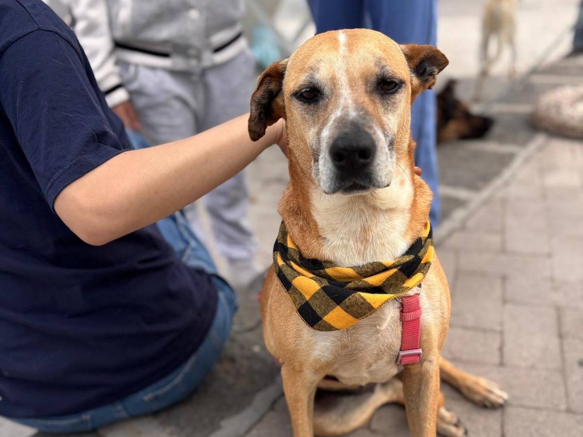 Adotta il cane Anna a Siracusa