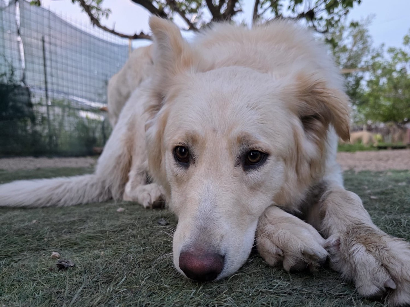 Adozione cane, femmina, Golden Retriever Razza sconosciuta, 9 mesi, taglia grande, Barletta