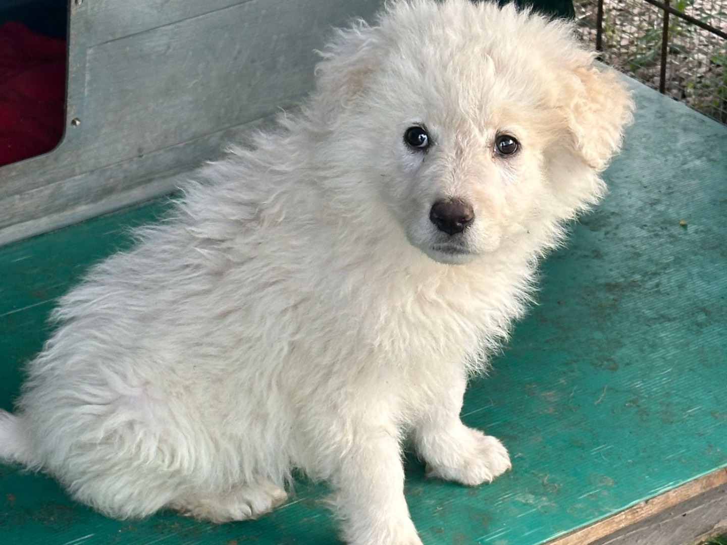 Adozione cane, maschio, Pastore maremmano Razza sconosciuta, 2 mesi, taglia piccola, Barletta
