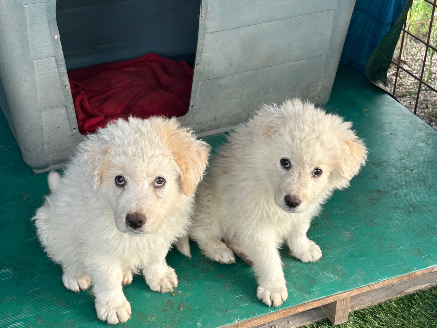 Adotta un cane, maschio, 2 mesi, Barletta