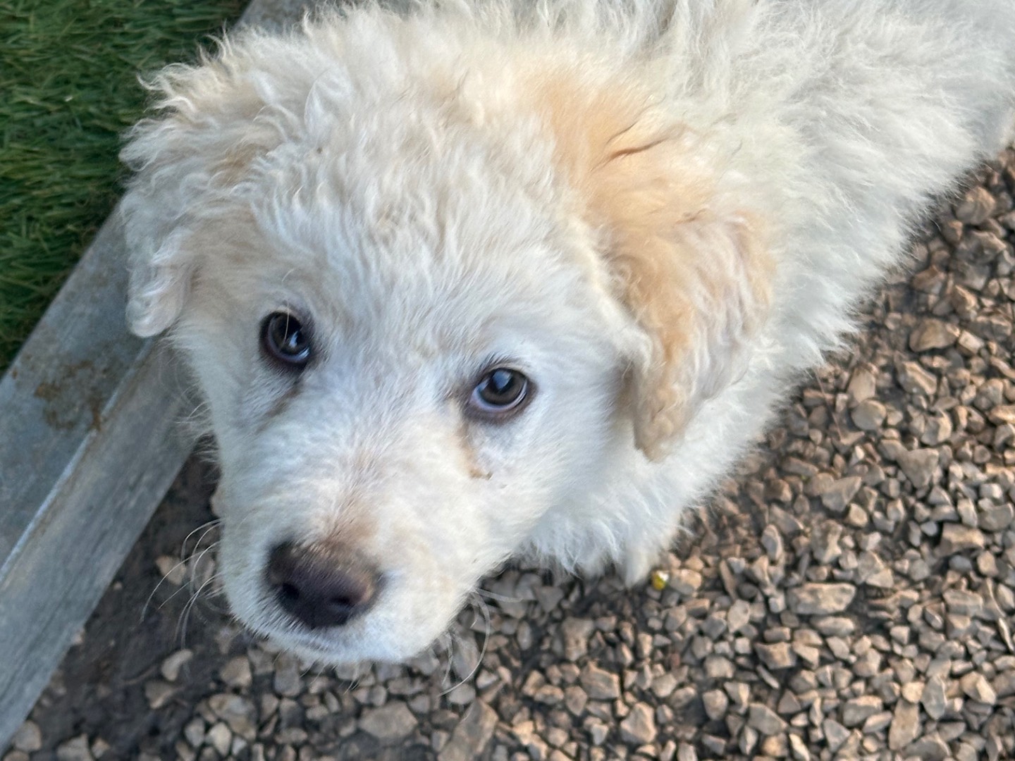 Adotta un cane, taglia piccola, maschio, Barletta