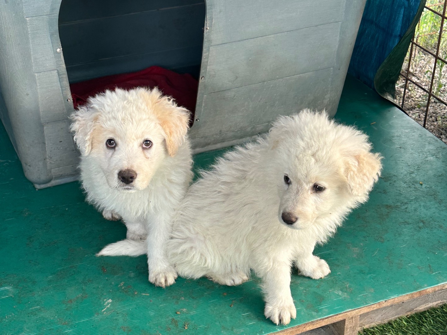 Vuoi adottare un cane a Barletta?