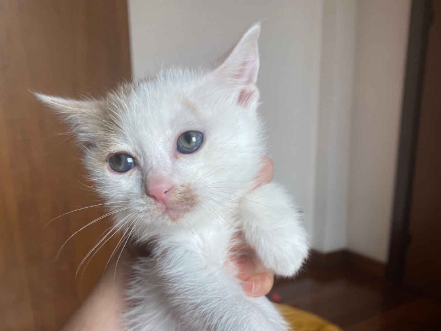 Adozione gatto, maschio, Razza sconosciuta Razza sconosciuta, 2 mesi, taglia non valida, Teramo