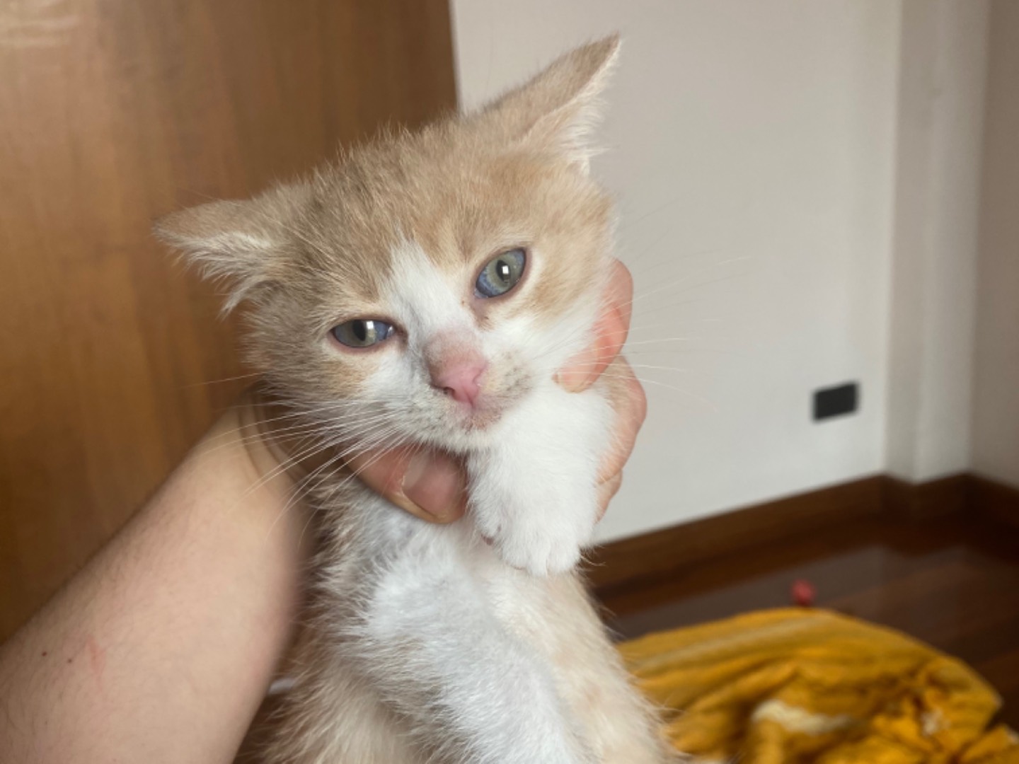 Adozione gatto, maschio, Razza sconosciuta Razza sconosciuta, 2 mesi, taglia non valida, Teramo