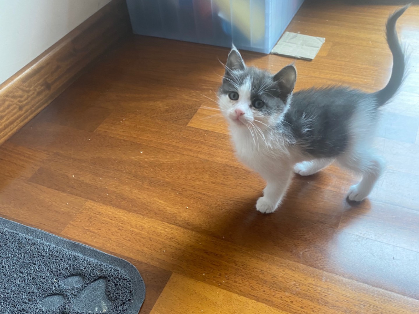 Adozione gatto, maschio, Razza sconosciuta Razza sconosciuta, 2 mesi, taglia non valida, Teramo