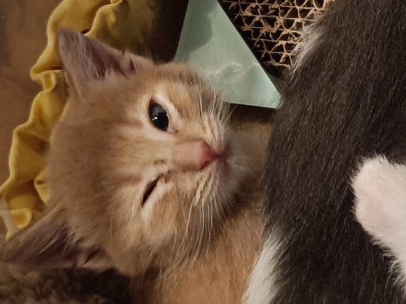 Adozione gatto, maschio, Razza sconosciuta Razza sconosciuta, 2 mesi, taglia non valida, Teramo