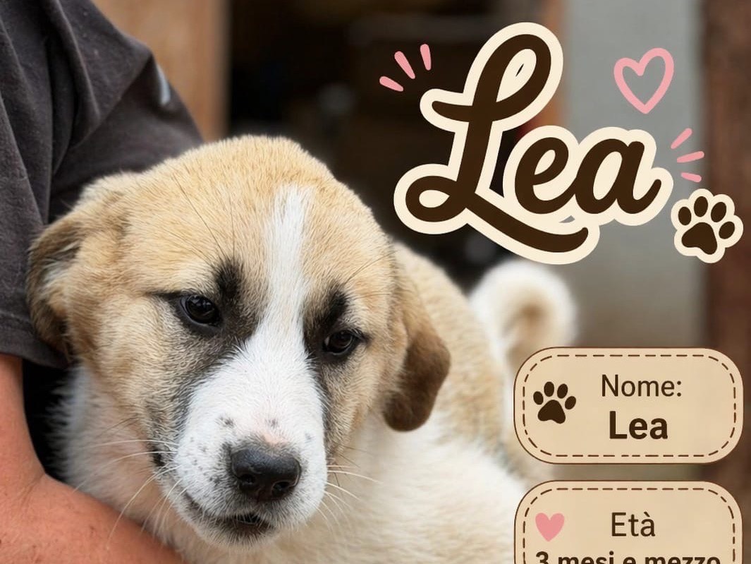 Adozione cane, femmina, Razza sconosciuta Razza sconosciuta, 3 mesi, taglia media, Milano