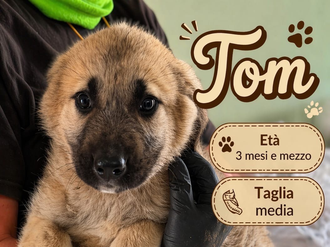 Adotta un cane, femmina, 3 mesi, Milano