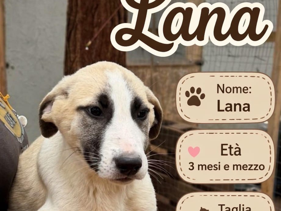 Adotta un cane, taglia media, femmina, Milano