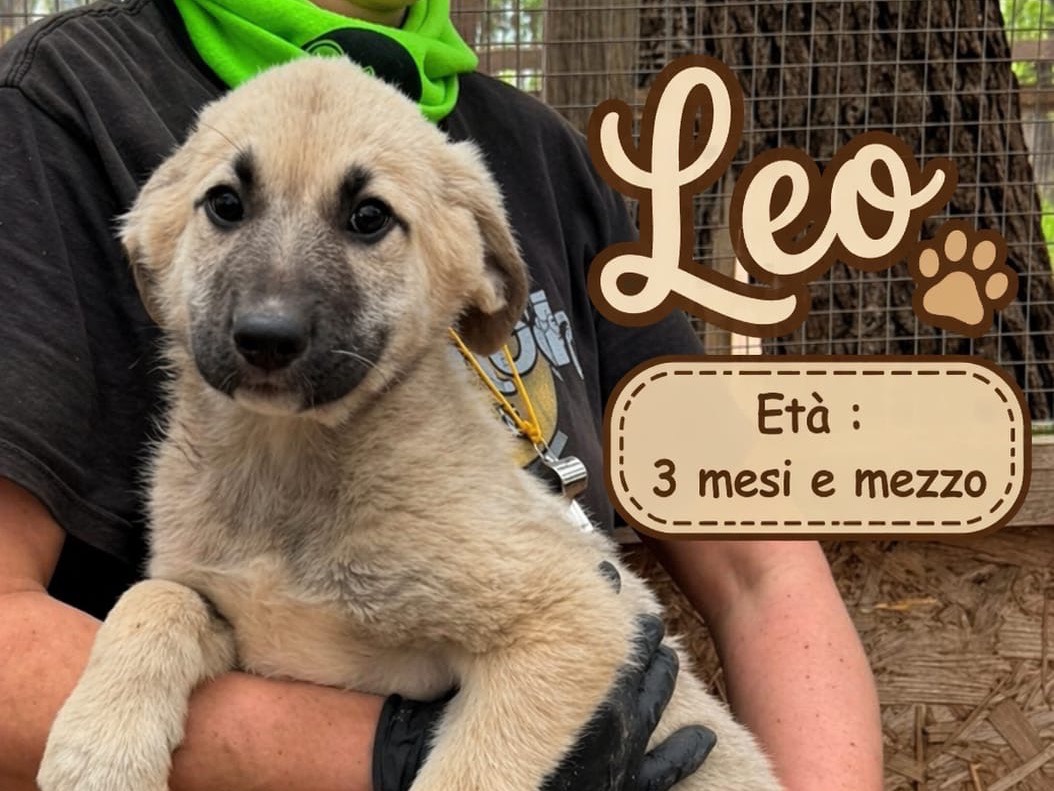 Vuoi adottare un cane a Milano?