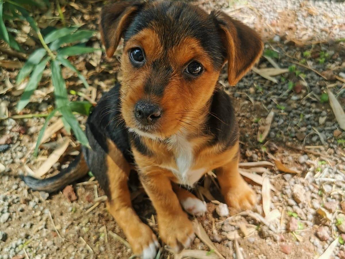 Adozione cane, femmina, Razza sconosciuta Razza sconosciuta, 3 mesi, taglia piccola, Cagliari