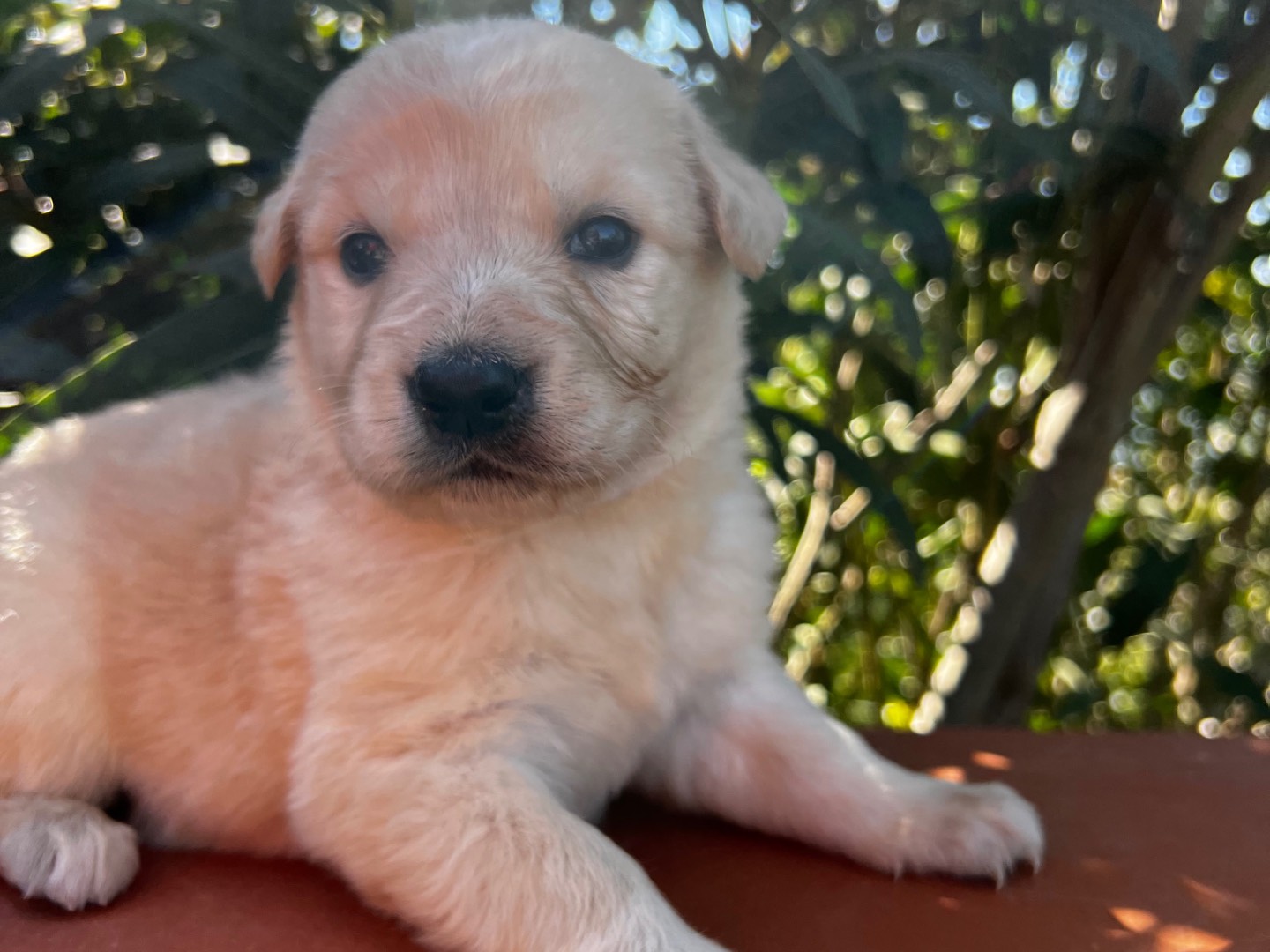 Adozione cane, femmina, Razza sconosciuta Razza sconosciuta, 3 settimane, taglia media, Enna
