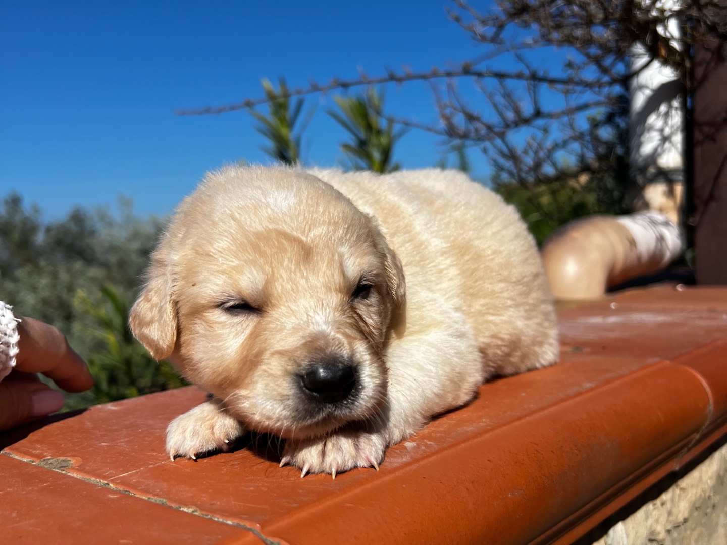 Adotta un cane, femmina, 3 settimane, Enna