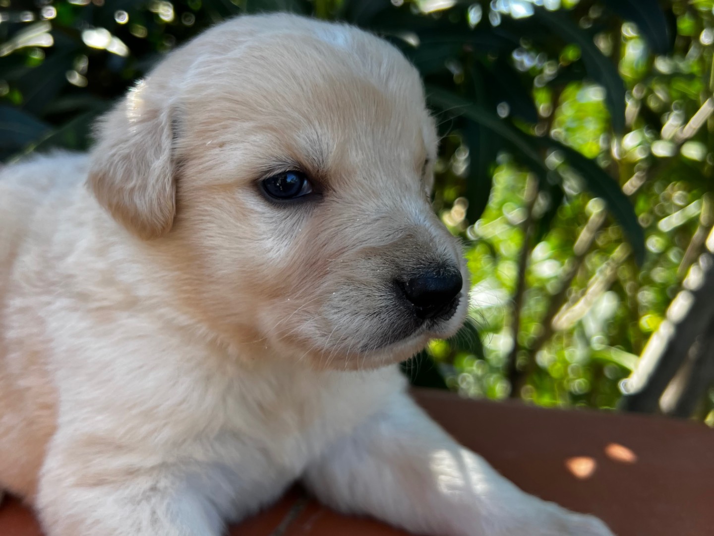 Adotta un cane, taglia media, femmina, Enna
