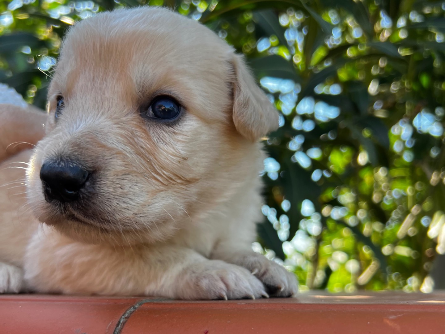 Vuoi adottare un cane a Enna?
