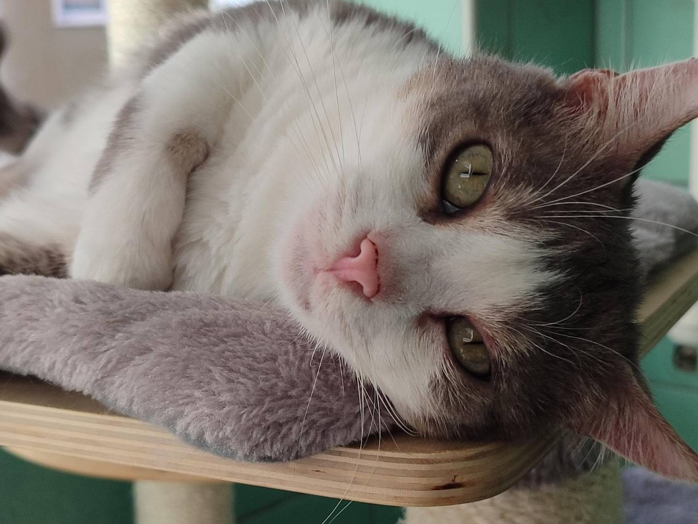 Adozione gatto, maschio, Razza sconosciuta Razza sconosciuta, 5 anni e 3 mesi, taglia non valida, Milano