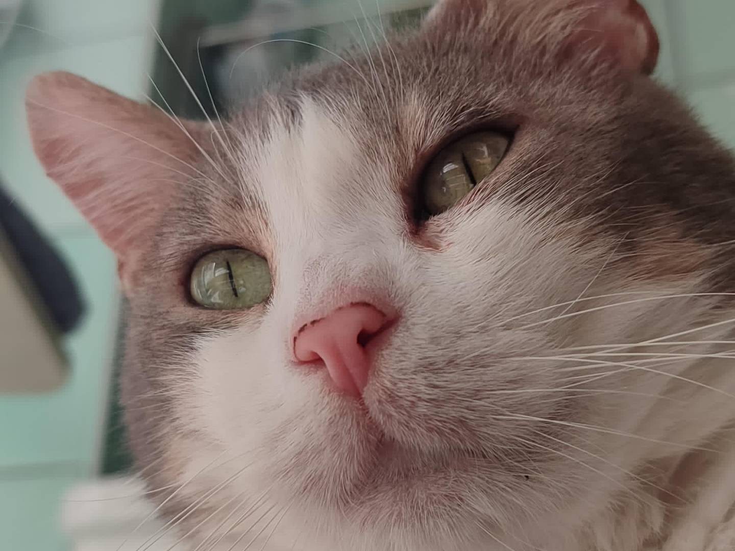 Adotta un gatto, maschio, 5 anni e 3 mesi, Milano