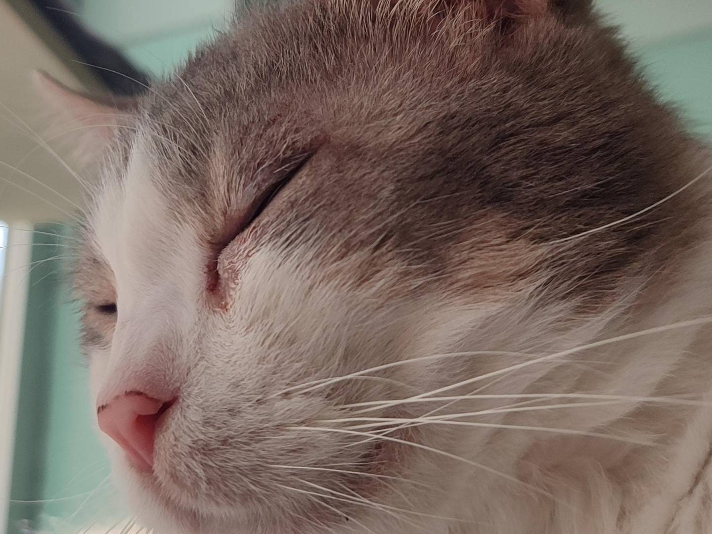 Adotta un gatto, taglia non valida, maschio, Milano