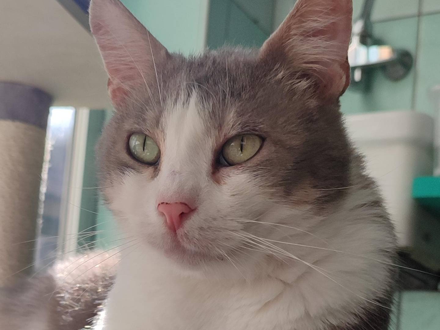 Vuoi adottare un gatto a Milano?