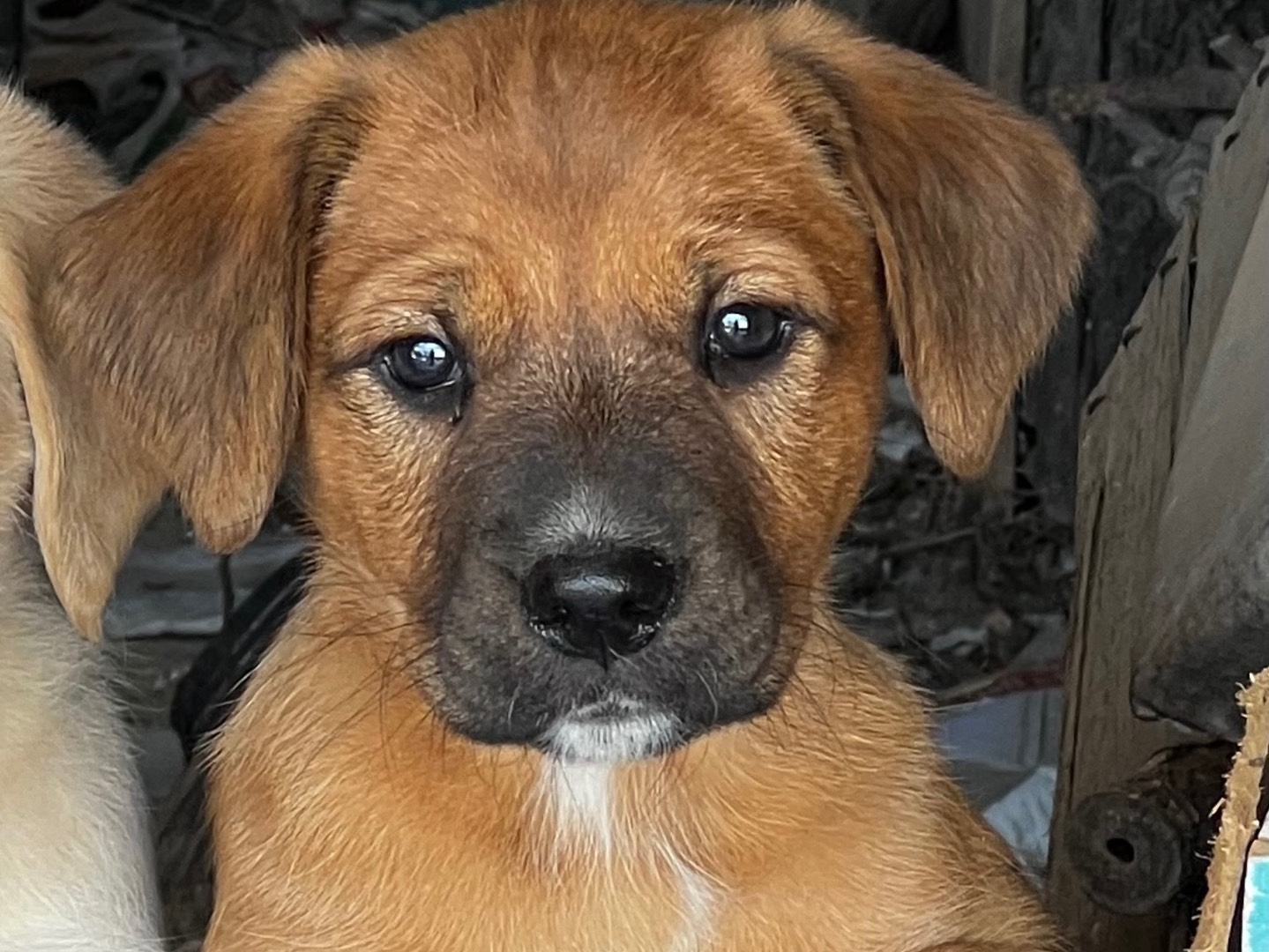 Adozione cane, maschio, Razza sconosciuta Razza sconosciuta, 3 mesi, taglia grande, Enna