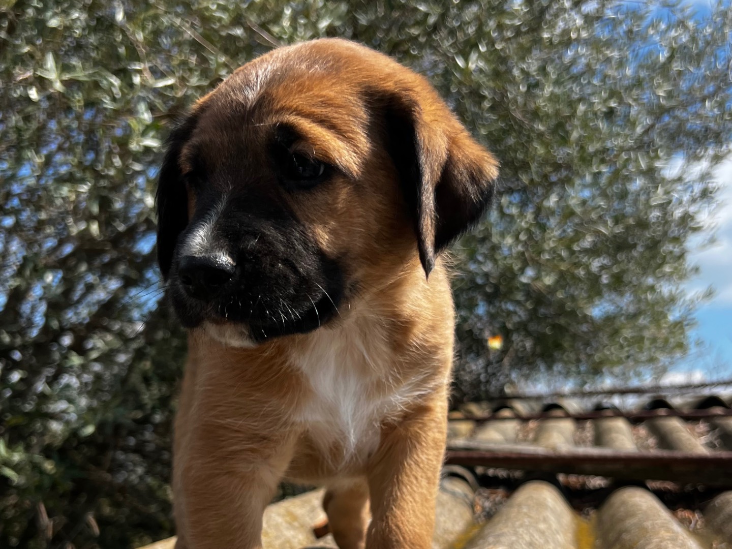 Adotta un cane, maschio, 3 mesi, Enna