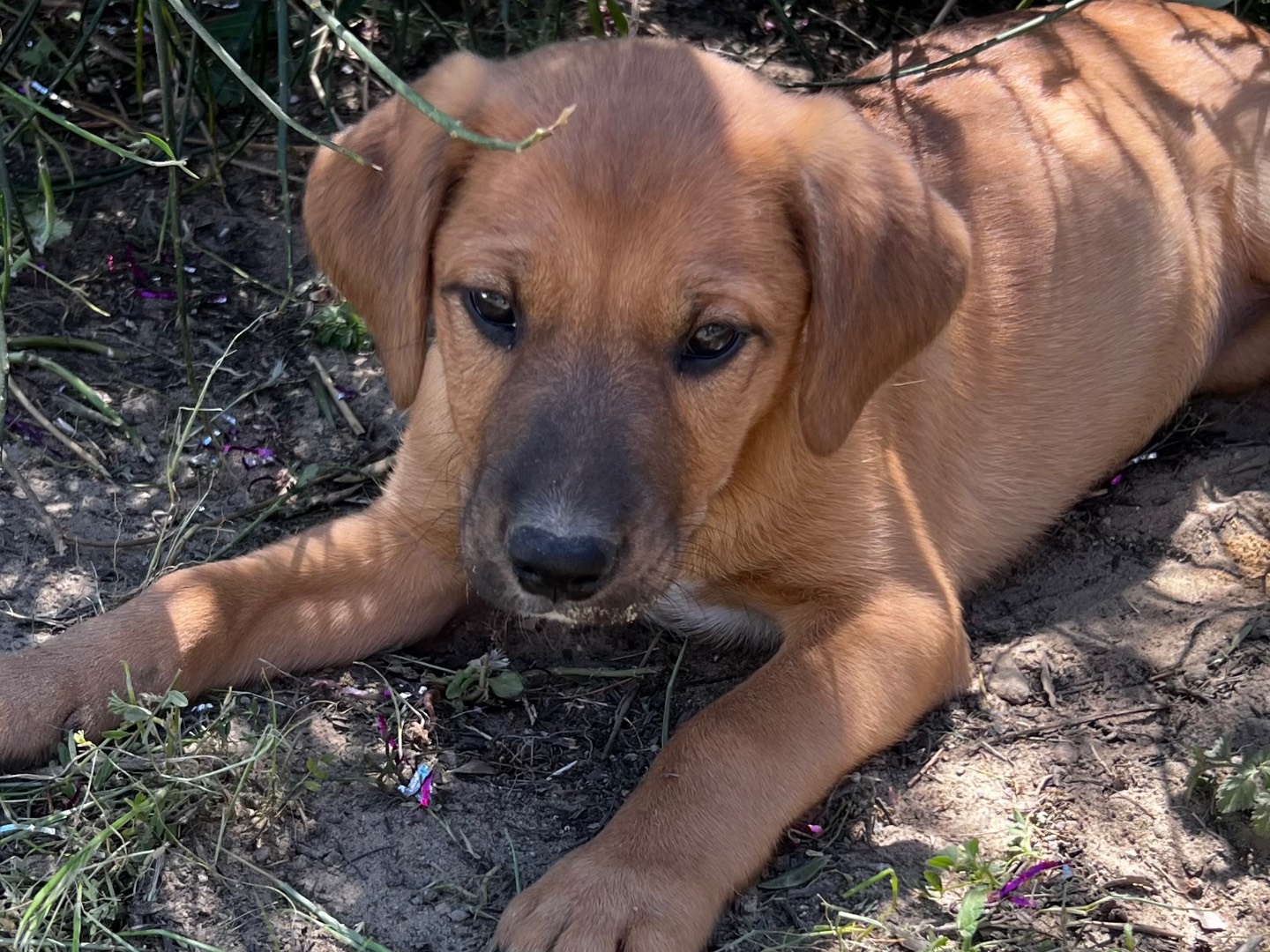 Adozione cane, femmina, Razza sconosciuta Razza sconosciuta, 2 mesi, taglia media, Enna