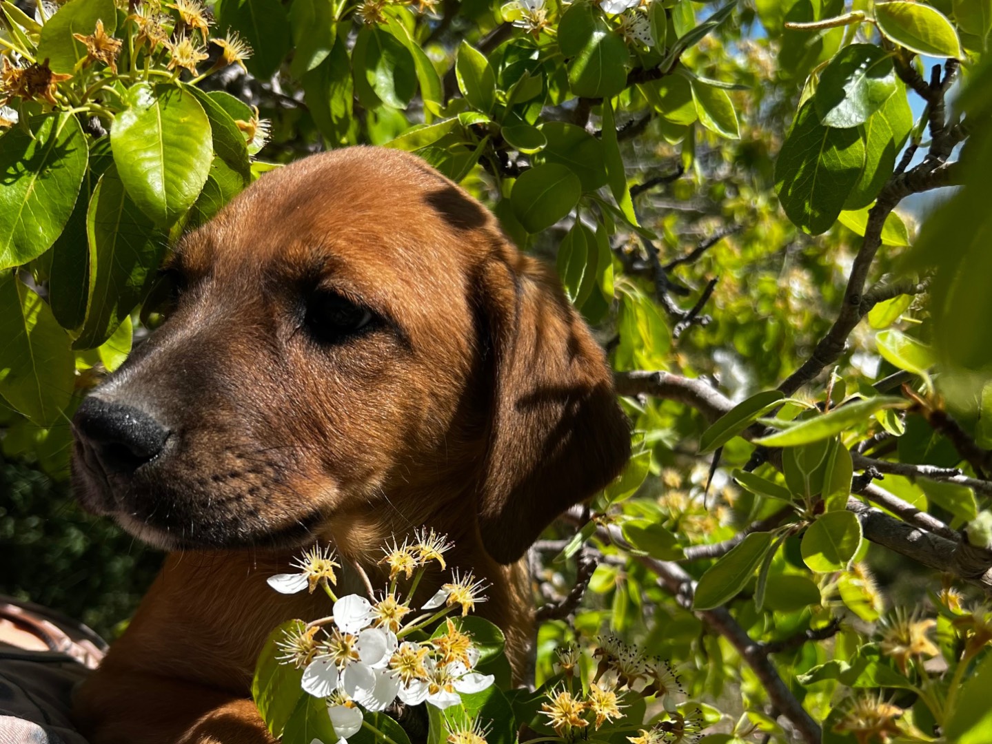 Adotta un cane, taglia media, femmina, Enna